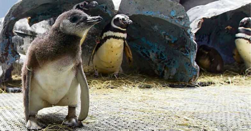 Sabina tem recorde de pinguins nascidos em cativeiro